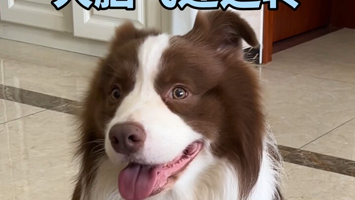 The puppy when it was little and how it looks now… Who would have thought there really is something 