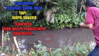 GAK NYANGKA...!  Sungai yang Tidak Meyakinkan, MALAH BANYAK IKAN NILEM MANGUT/IKAN NILEM SUNGAINYA!!