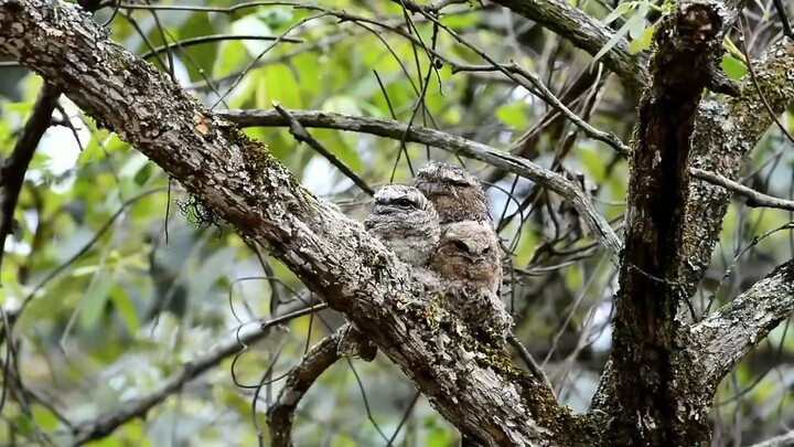 Menemukan sarang burung yang sangat unik di dalam hutan