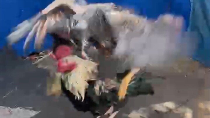 My Bulik's first Dance Practice against Talisay