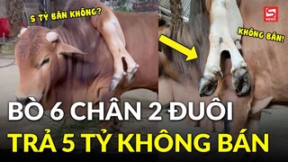 Kỳ lạ con bò có 6 chân 2 đuôi, khách trả 5 tỷ nhưng chủ quyết không bán