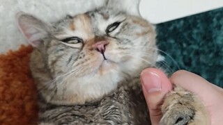 أمّي قبلتني بينما كنت مغمىً من الجوع!