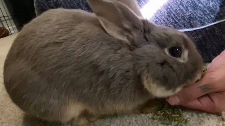An abandoned bunny suddenly hops right in front of a soon-to-be mom...