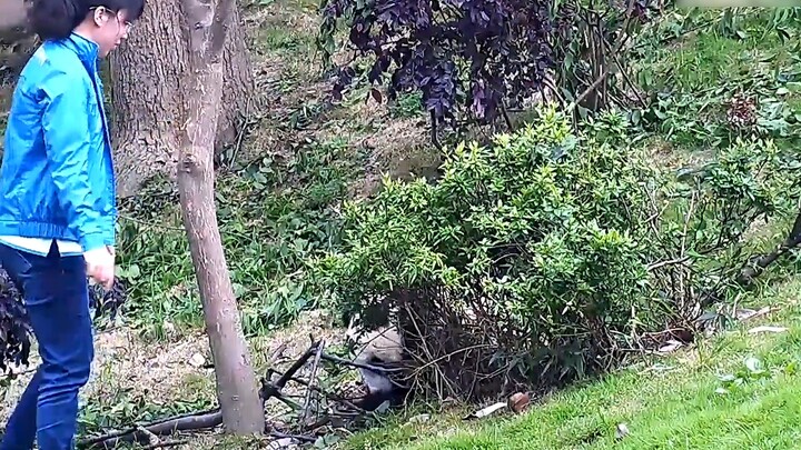 Thrilling! A baby panda fell from a tree more than ten meters high! The result...