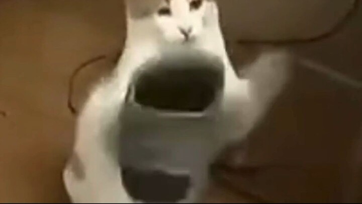 Cat Is Catching Slippers showing her amazing Reflex Timings