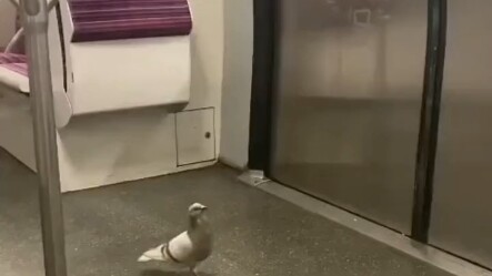 إذا ما فيش شغل، خد لقمة من الولاعة!