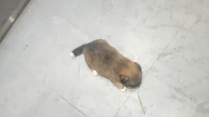 ลูกหมาน้อยตัวหนึ่งนั่งลิฟต์!