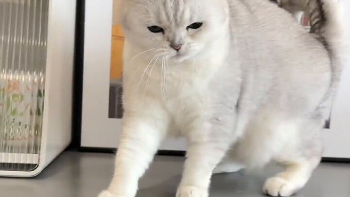 In the end, I never expected it to be so ruthless! !