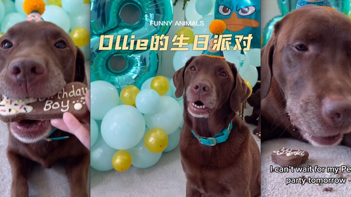 Kenapa anjing bisa punya pesta ulang tahun yang begitu menyenangkan⁉️
