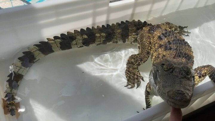 Feeding chicken breast to pet crocodile|<A man should stand strong>