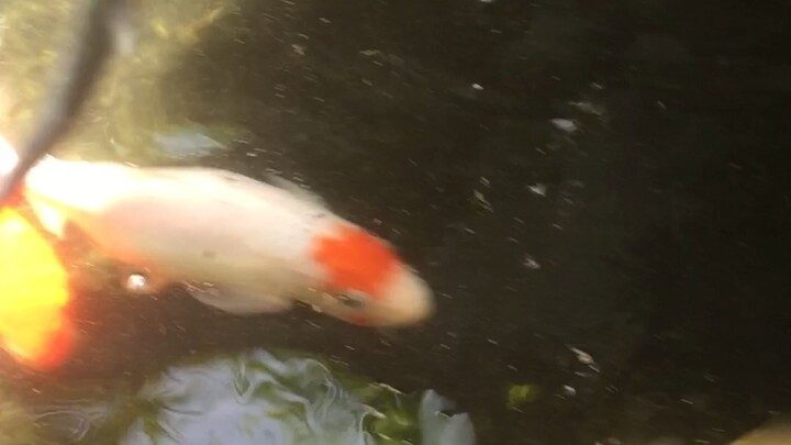 Koi Fish