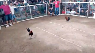 ito Yung laro Ng bihag last June. Maliit samin 10/6 tawagan. tinalo lng sa decision.