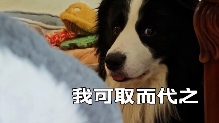 ลิงก์ไม่ชอบวาฬเพชฌฆาตที่บ้าน