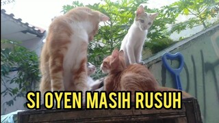 Alhamdulillah Anak Kucing Ini Mereka Sekarang Bahagia Di Banding Kehidupan Sebelumnya