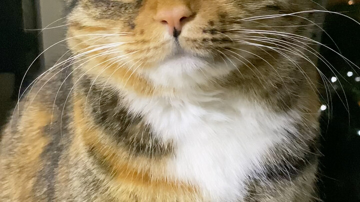 หมา: จริงๆ แล้ว...ก็อร่อยดีนะ