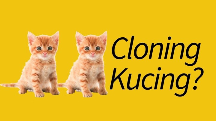 KONTROVERSIAL! Fakta Cloning pada Kucing Peliharaan