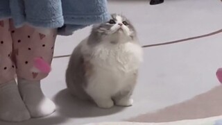 “It seems to know it’s cute.”