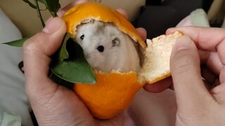 Aku si tikus, sudah berubah menjadi tokoh utama lho