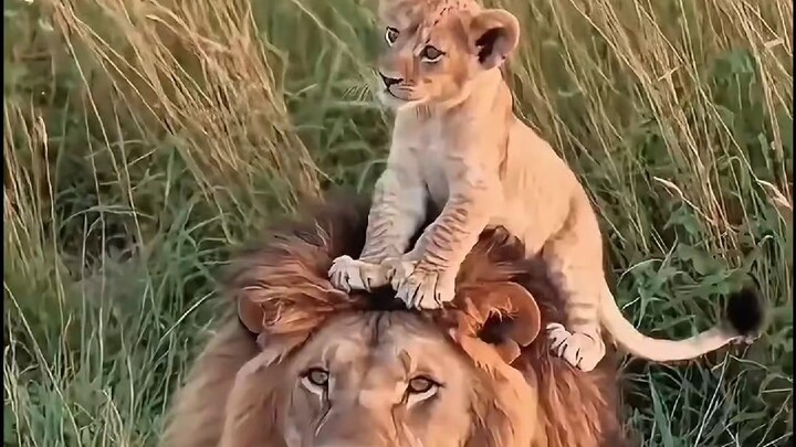 lion are great!!