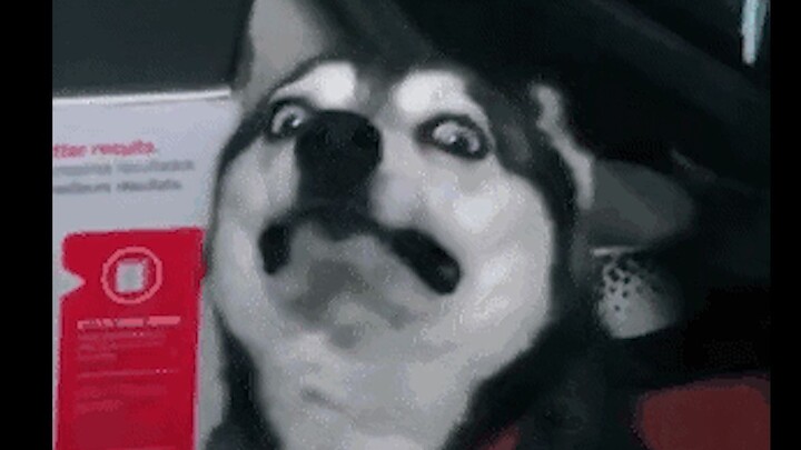 Funny husky