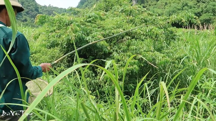 Đi Câu ếch - Nhịp Sống Miền Núi