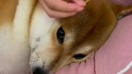 Dogs are good, people are bad