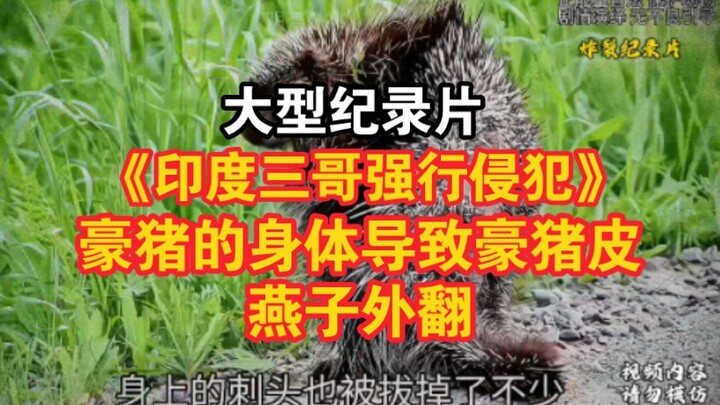 สารคดีขนาดใหญ่เรื่อง “สามพี่ชายชาวอินเดียบังคับข่มขืนร่างกายเม่น ทำให้หนังเม่นพลิกกลับออกมา”