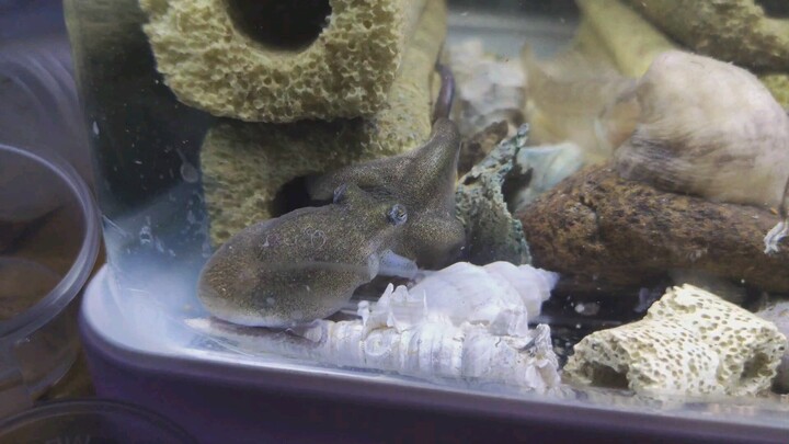 The octopus's big house