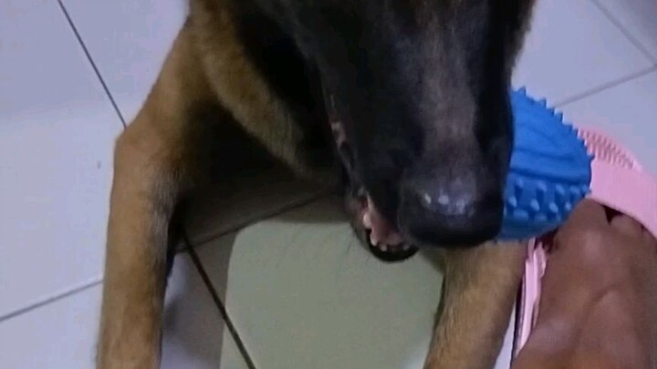 Laro kami ni haraya 🐕