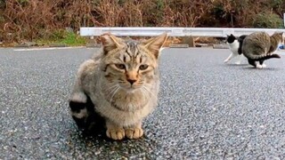 Kitten Jumping After Being Pet. It's So Cute!