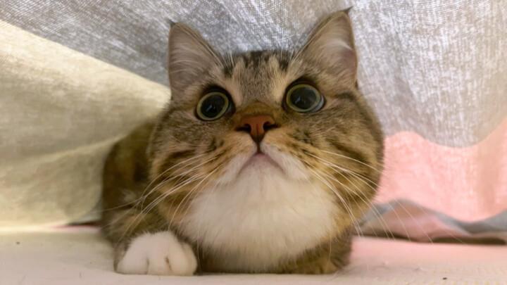 When I was making the bed, my cat…