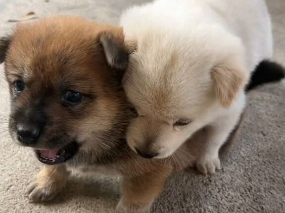กลับมาถึงหมู่บ้านแล้ว ฉันก็มีน้องหมาน้อยให้เล่นด้วย