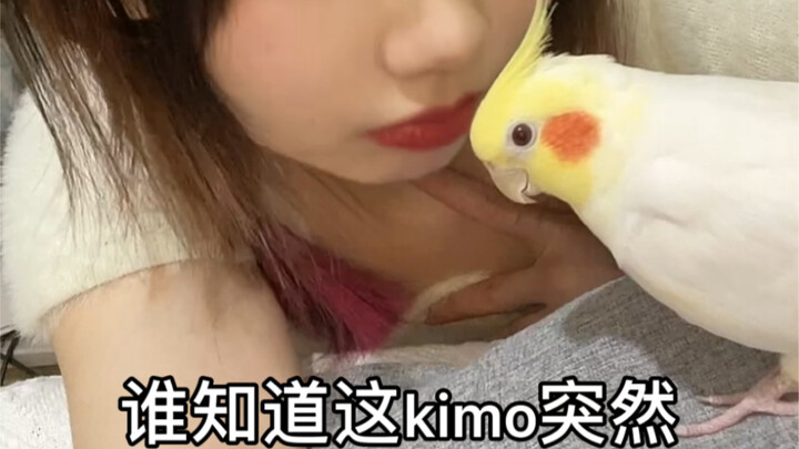 Con vẹt nhà tôi bị trụi lông… mà lại mạnh lên rồi!