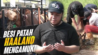 DETIK-DETIK HAALAND SAPIPROS DIPOTONG! Gw Potong Sendiri!