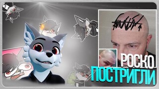 🐺 Роско о своём походе в парикмахерскую ✂️