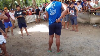 second fight win mayahin kalaban sa may hita Tama ng manok namin