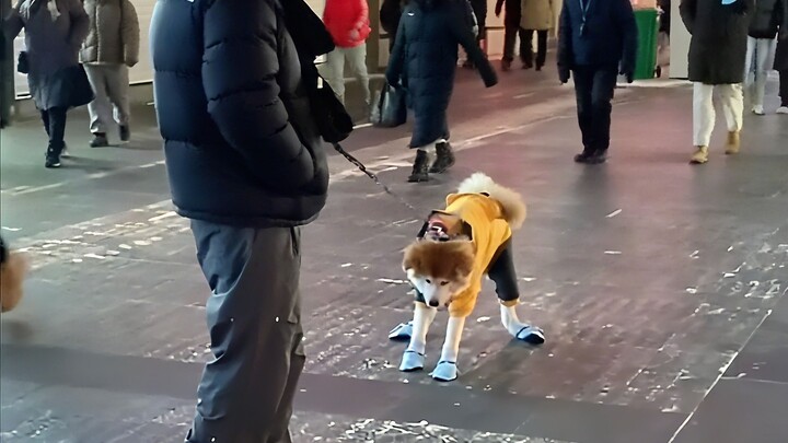Yang diajak jalan-jalan adalah anjing, yang terbuang adalah manusia~