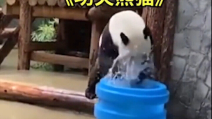 Panda Ruyi Visits Russia and the “Style Suddenly Changes”—Netizens Roar with Laughter: Is It Just Fo