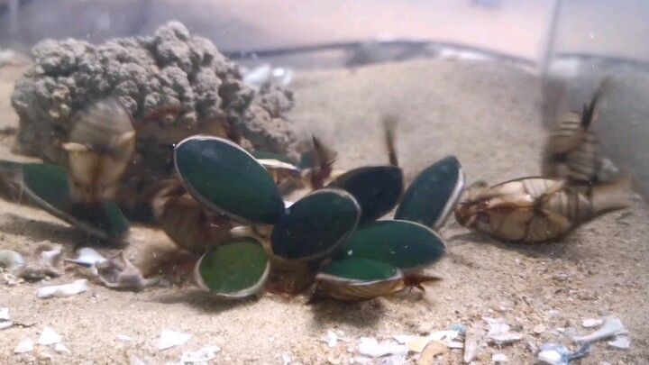 [Animals] Diving Beetles Fighting Over Mussels