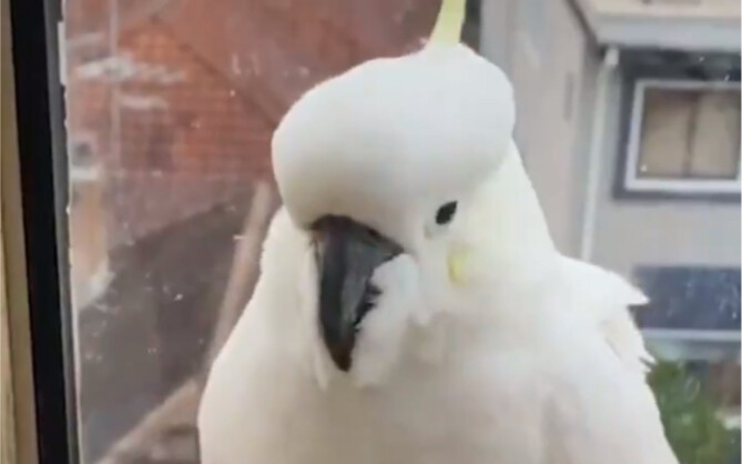 นกแก้วเดินเข้าไปในบ้านของคนที่มันชอบ