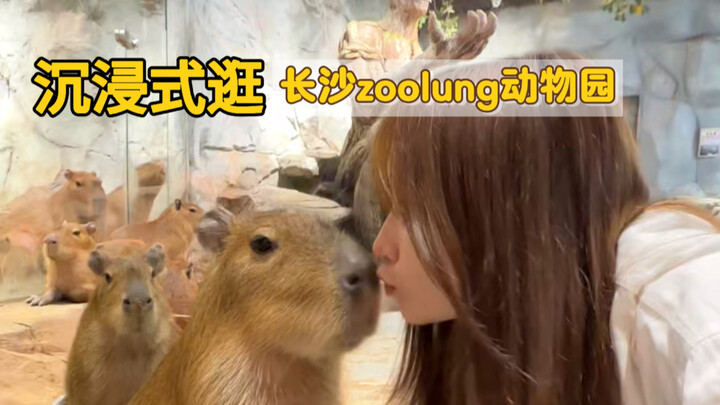 Immersive stroll through Changsha Zoolung Zoo