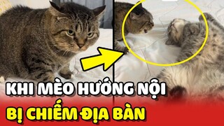 Đây là cách XỬ LÝ của 1 chú mèo HƯỚNG NỘI bị CHIẾM ĐỊA BÀN 😂 | Yêu Lu