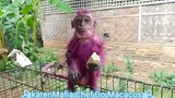 Average Karen eating some bread. #KarenMafia #Bread #Chef #monkey #macaque #Pink #indonesia #KM Chef