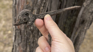 这几天没更新是因为和师兄去山上寻雷击木去了，找到一个天然的雷击木簪子
