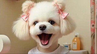 All because she watched MeowFlix in the bathroom #funny #poodle #ai #dogshorts #الترجمة العربية