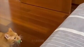 "The video that the cat in question strongly requested to be deleted"