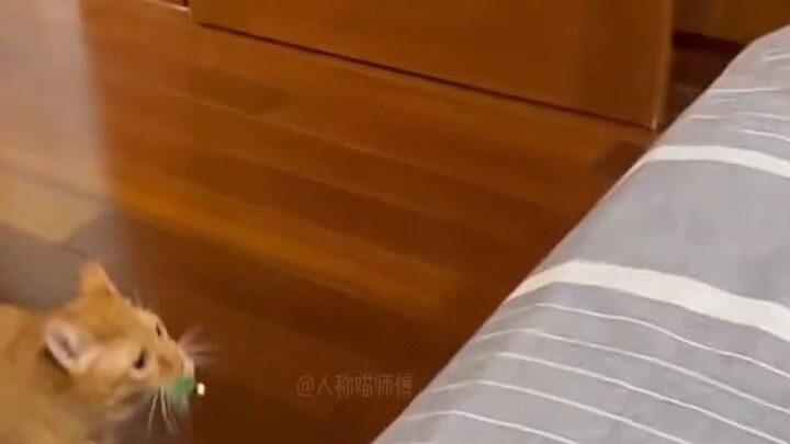 "คลิปที่แมวตัวดังกล่าวร้องขออย่างหนักให้ลบออก"