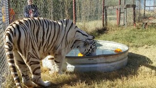 CARE Fall Festival 2019 (First Weekend)