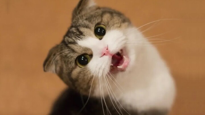 OMG So Cute ♥ Best Funny Cat Videos 2021 #166