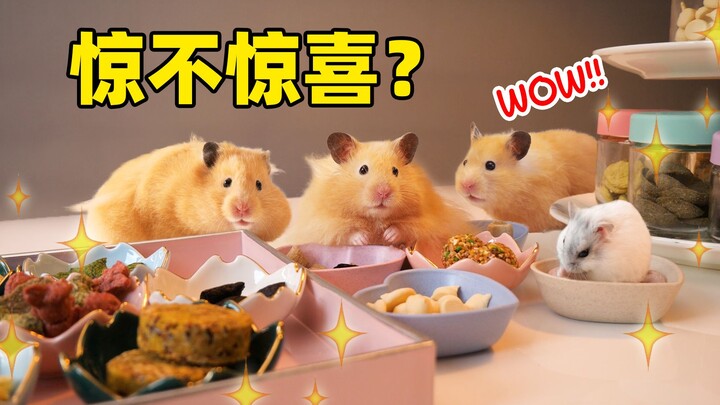 Đã chuẩn bị cho chuột hamster mini một quầy tự chọn đồ ăn vặt, nhưng cảnh tượng quá đỗi văn minh đến